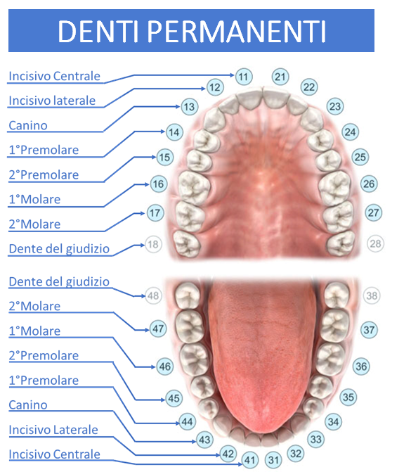 Denti incisivi, canini, premolari e molari